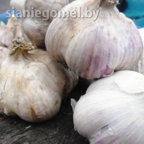 ЧЕСНОК ИССЫК-КУЛЬСКИЙ