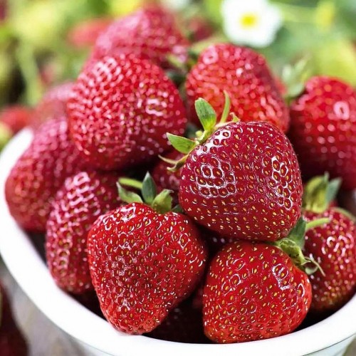 СИЛЬВИЯ (поздний срок созревания)