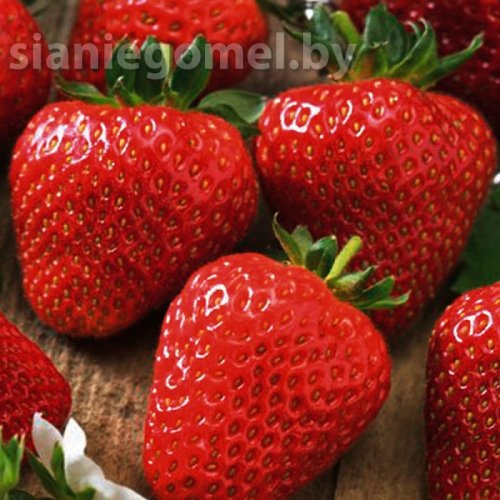 СОНАТА (средний срок созревания)