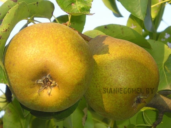 ЛИРА (Груша ЗКС)