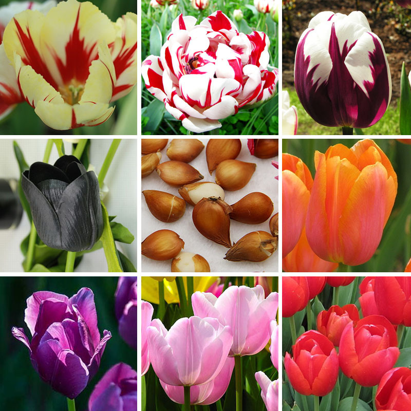 Чем подкормить тюльпаны весной для пышного цветения