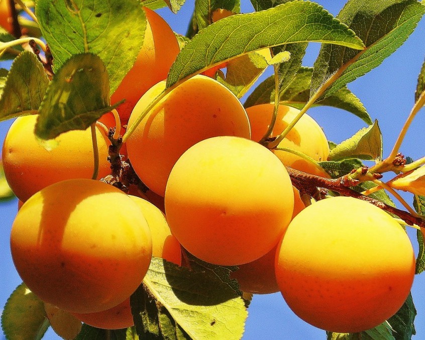 Вашингтон Вашингтон Слива-персик