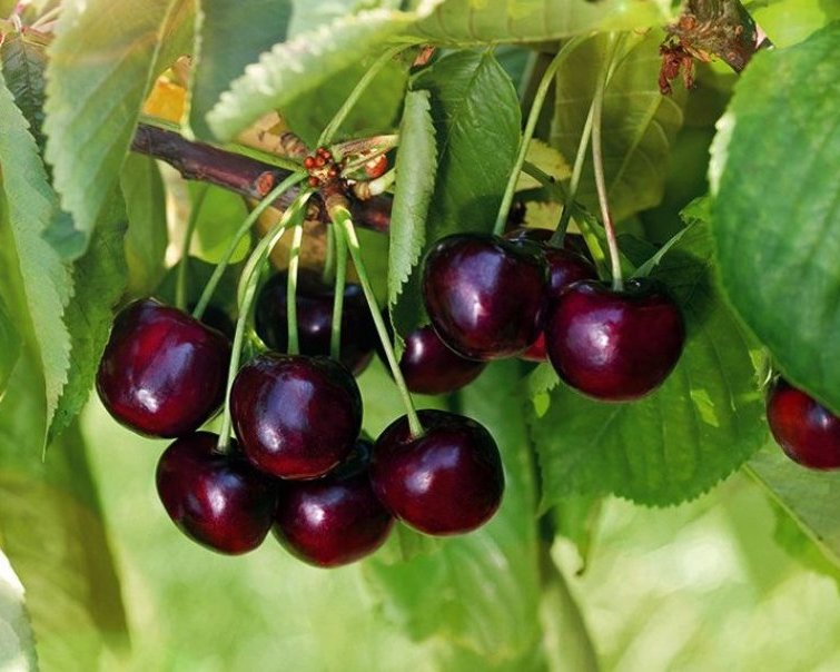 Черешня Гронковая