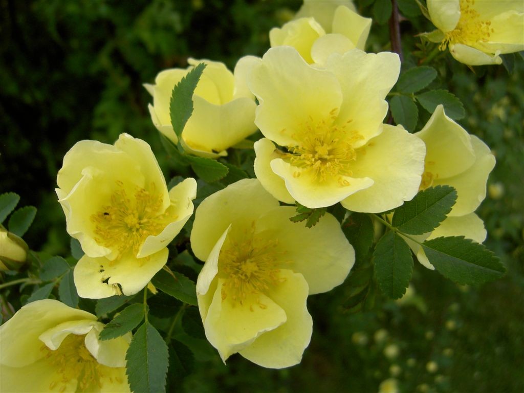 Rosa hugonis.jpg Rosa hugonis.jpg