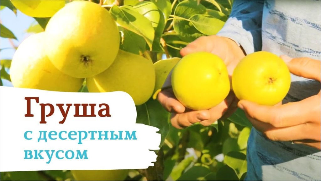 Сокровище Груша Сокровище