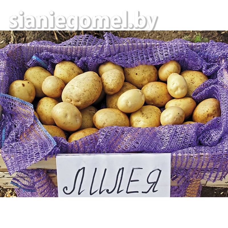 Лилея картофель Лилея