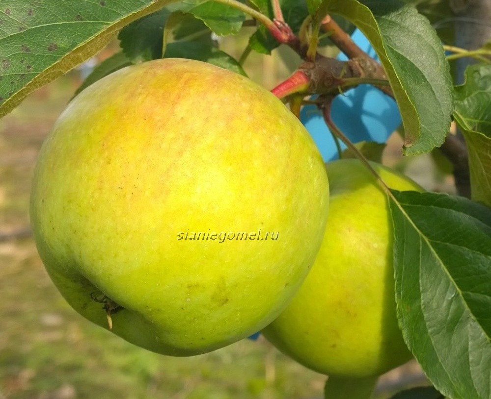 президент Яблоня президент