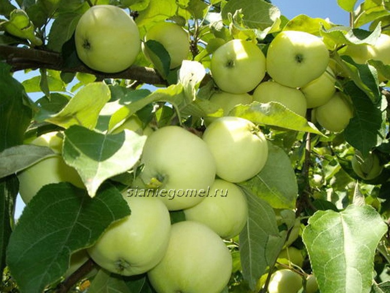 Яблоня Белый налив
