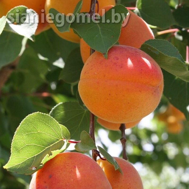 Никитский абрикос Никитский абрикос