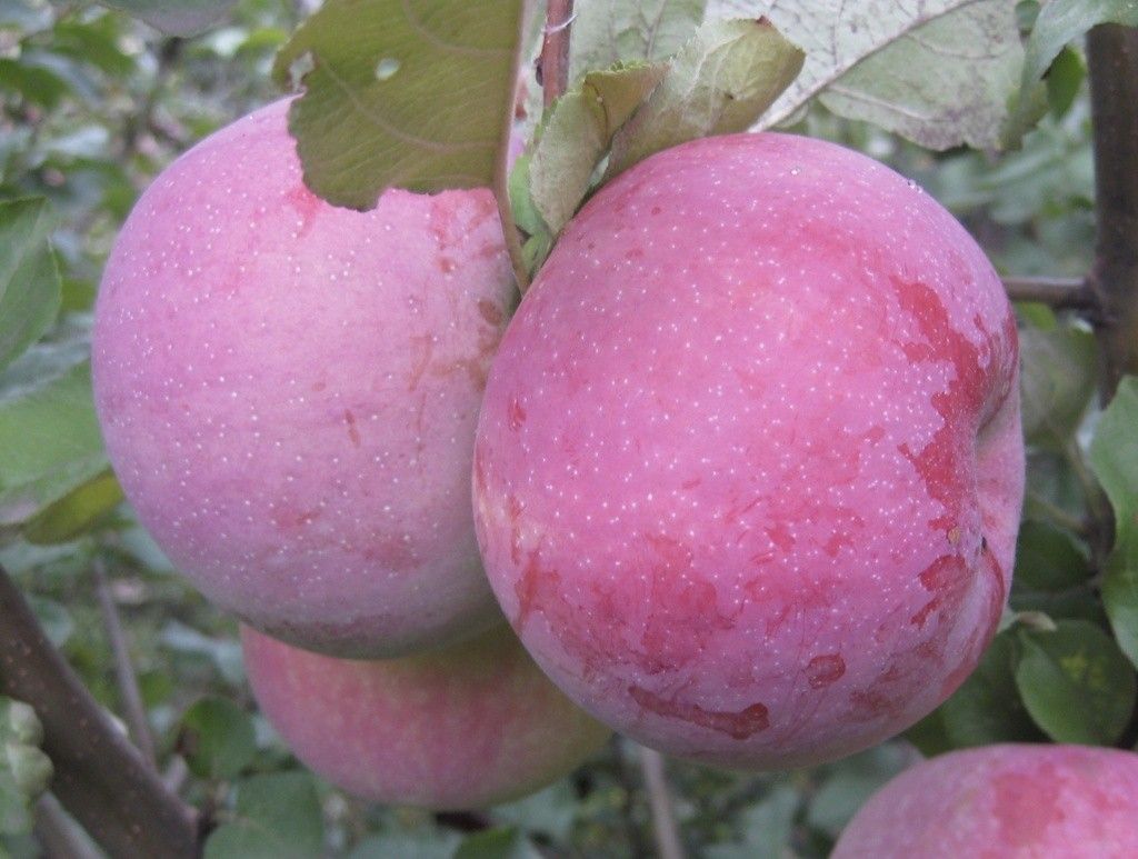 Брянское Розовое Яблоня Брянское Розовое