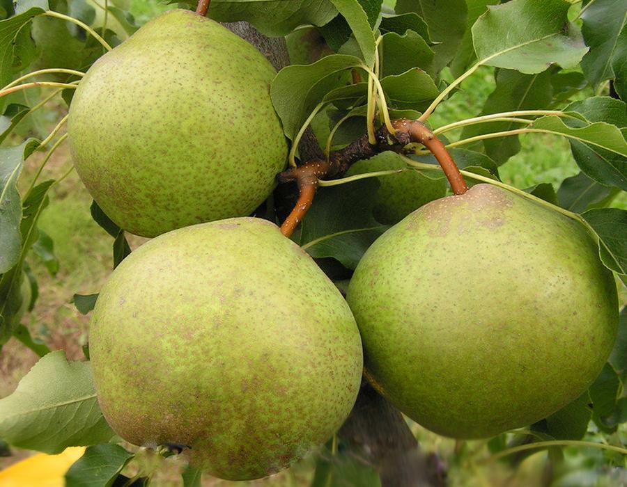 Золотоворотская Груша Золотоворотская