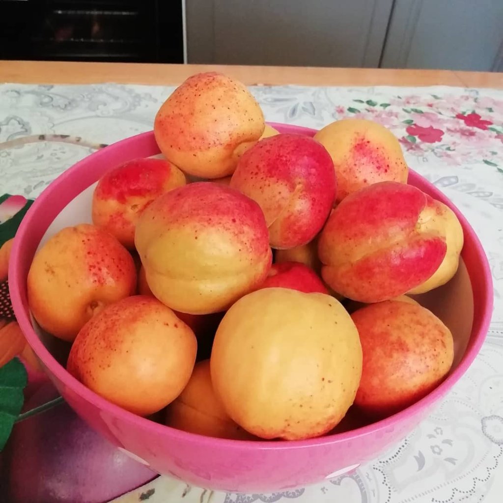 Погремок абрикос Погремок абрикос