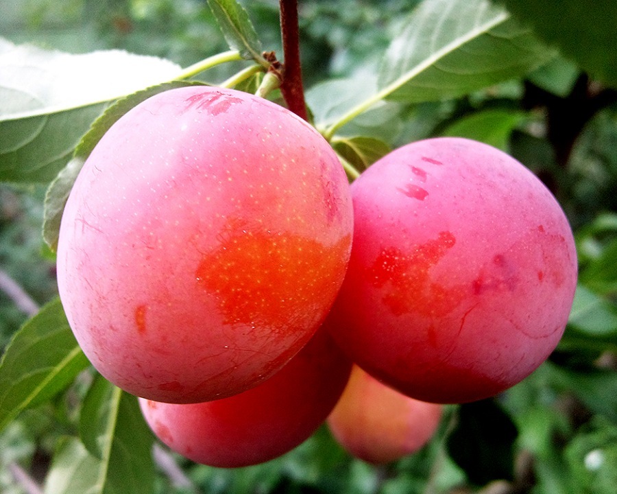 Комета Комета Слива персик