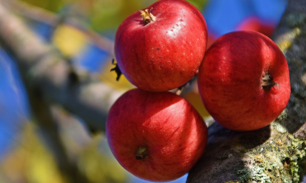 Саженцы Яблони Саженцы Яблони в Гомеле
