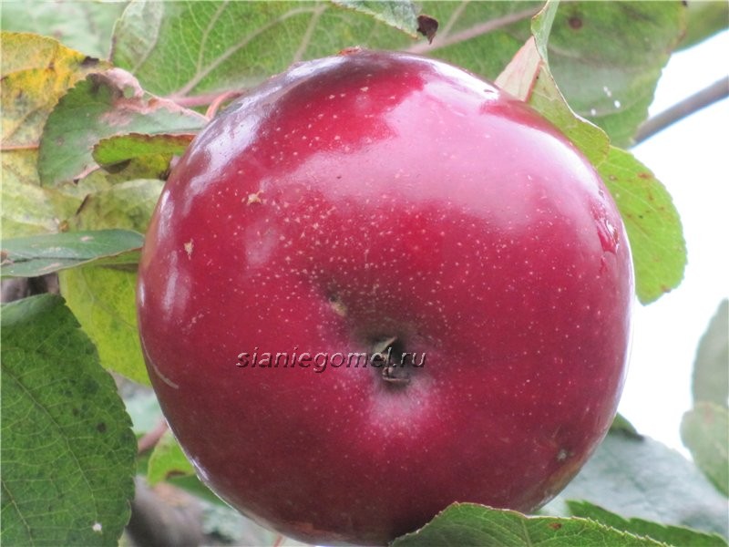 имант Яблоня имант