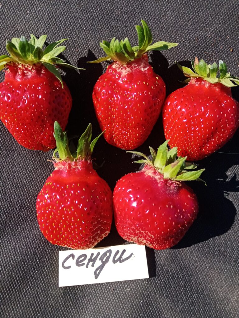 Сенди клубника в Сиянии-Гомель Клубника сорт Сенди в Гомеле