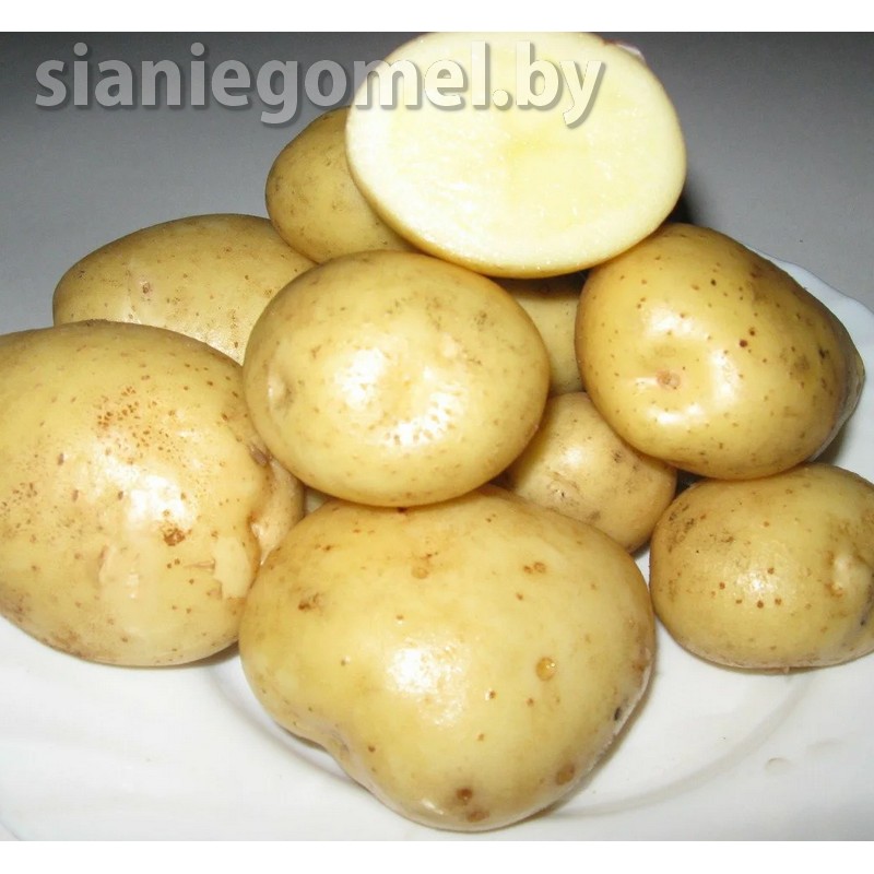 адретта картофель семенной адретта