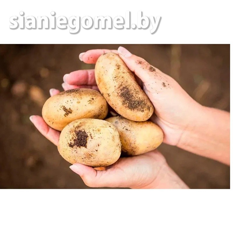 коломбо семенной картофель коломбо