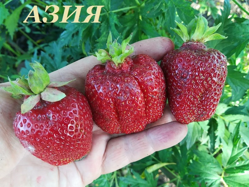 Азия Рассада клубники Азия