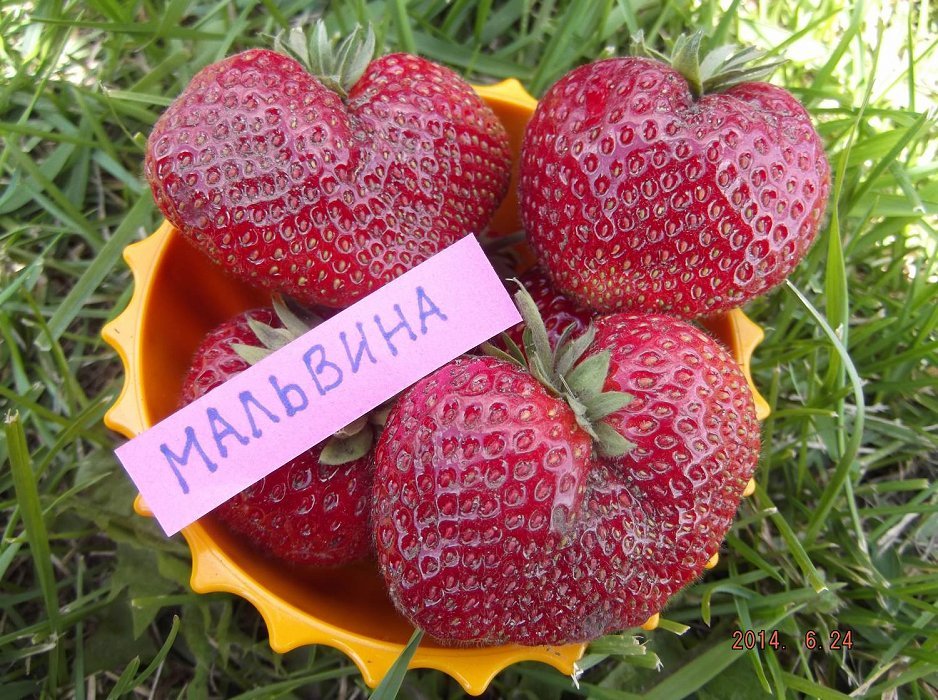 Мальвина - клубника в Сиянии-Гомель Клубника сорт Мальвина в Гомеле