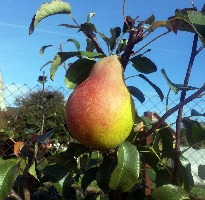 Лира Груша Лира