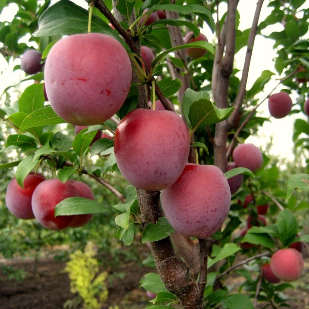 Империал колоновидная Слива Империал колоновидная