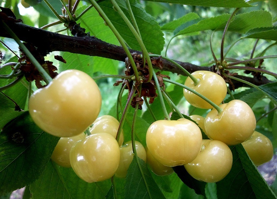 Черешня Заслоновская