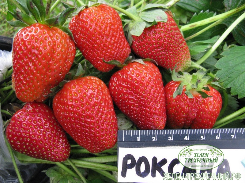 Роксана клубника с Сиянии-Гомель Клубника сорт Роксана купить в Гомеле