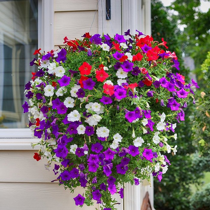 Семена ПЕТУНИИ уже в продаже (ТАЙДАЛ, ИЗИ, ШОК ВЕЙВ, ЗАЦВЕТЁТ)!