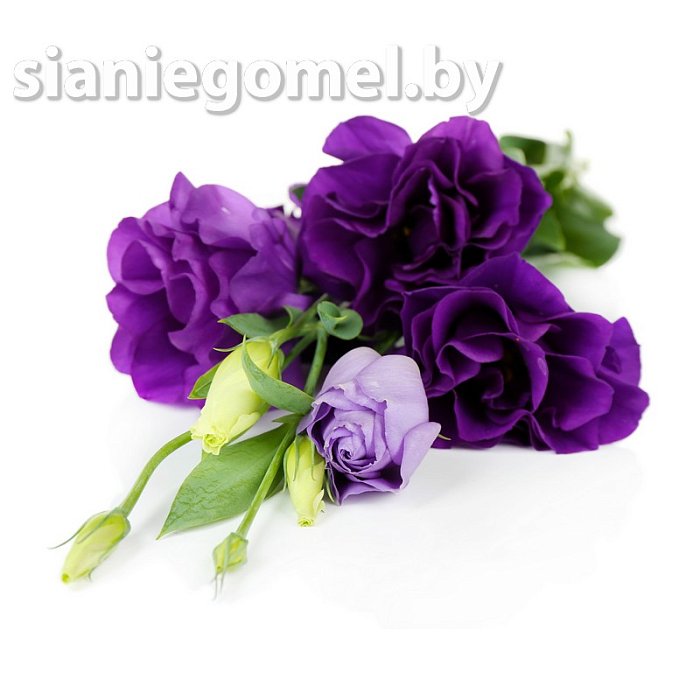 Новое поступление СЕМЯН ЭУСТОМЫ