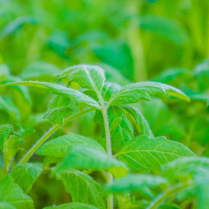 Что вам понадобится для выращивания рассады