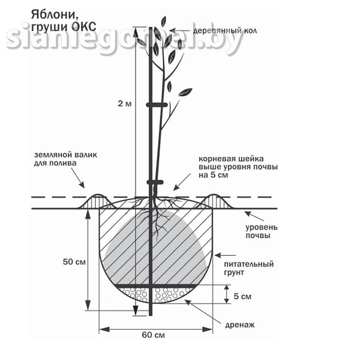 Правильная посадка яблони: от выбора саженца до богатого урожая